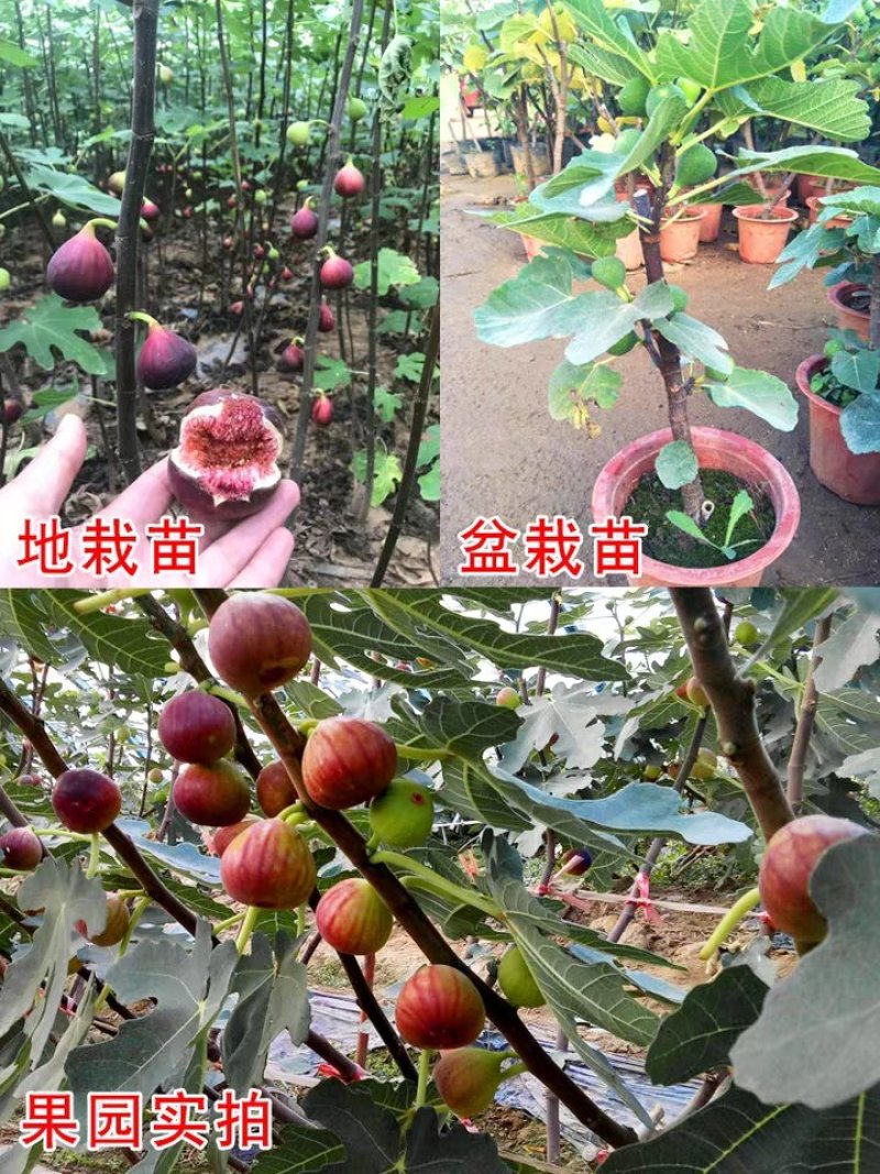 无花果苗无花果树苗波姬红布兰瑞克红心无地栽苗南方北方
