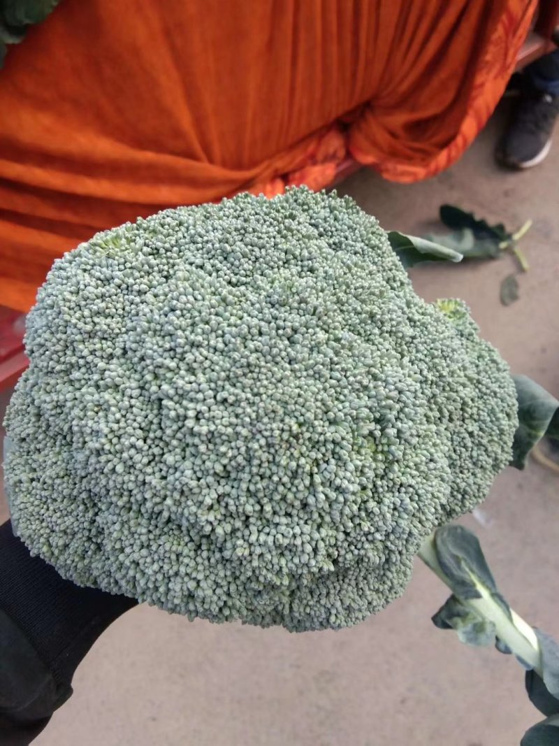 蔬菜