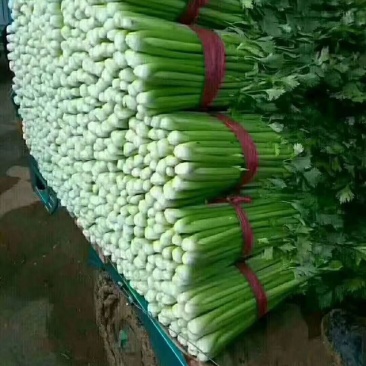 蔬菜