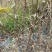 5月成熟嫁接李苗，包成活死苗补发，全场包邮