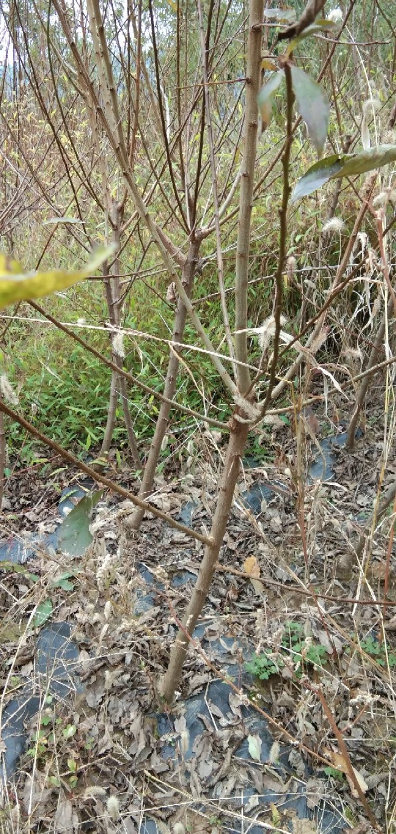 5月成熟嫁接李苗，包成活死苗补发，全场包邮