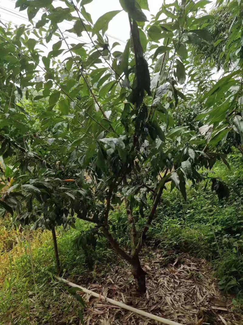 5月成熟嫁接李苗，包成活死苗补发，全场包邮
