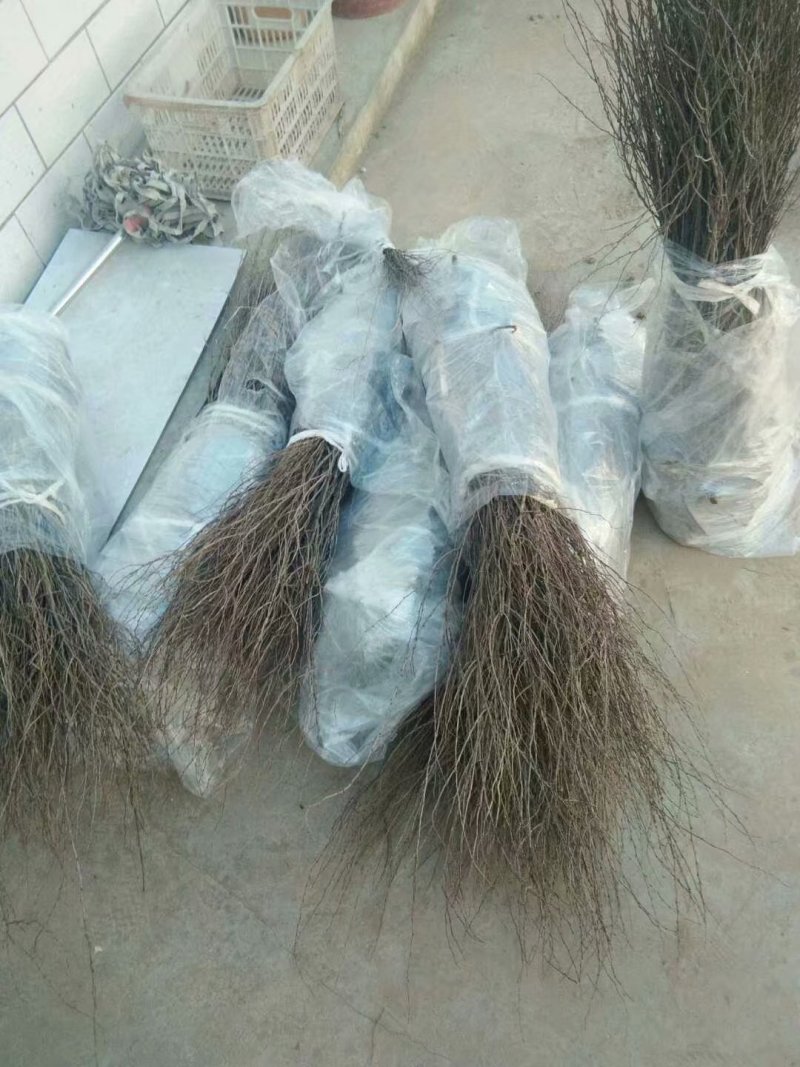 【包品种】山西钙果苗，盆栽钙果苗，规格齐全大量现货直发