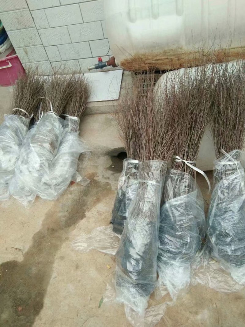 【包品种】山西钙果苗，盆栽钙果苗，规格齐全大量现货直发