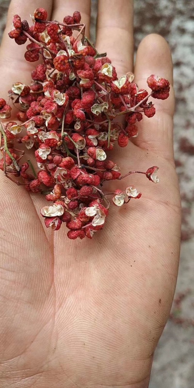 花椒苗，山西花椒苗，品种花椒苗，大红袍花椒苗