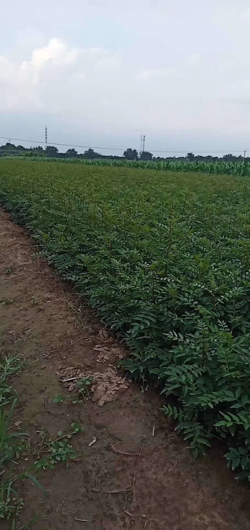 花椒苗，山西花椒苗，品种花椒苗，大红袍花椒苗