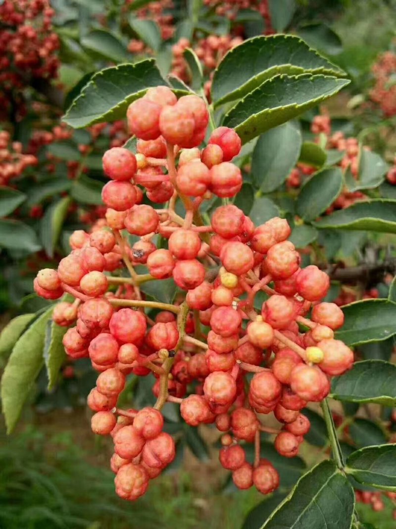 花椒苗，山西花椒苗，品种花椒苗，大红袍花椒苗