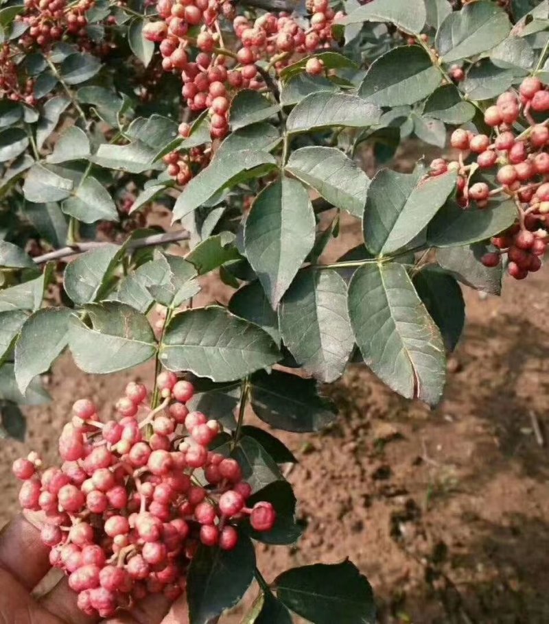 花椒苗，山西花椒苗，品种花椒苗，大红袍花椒苗