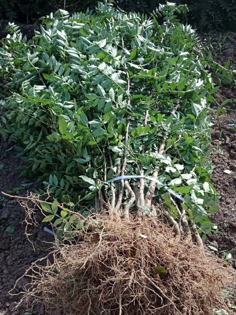 花椒苗，山西花椒苗，品种花椒苗，大红袍花椒苗