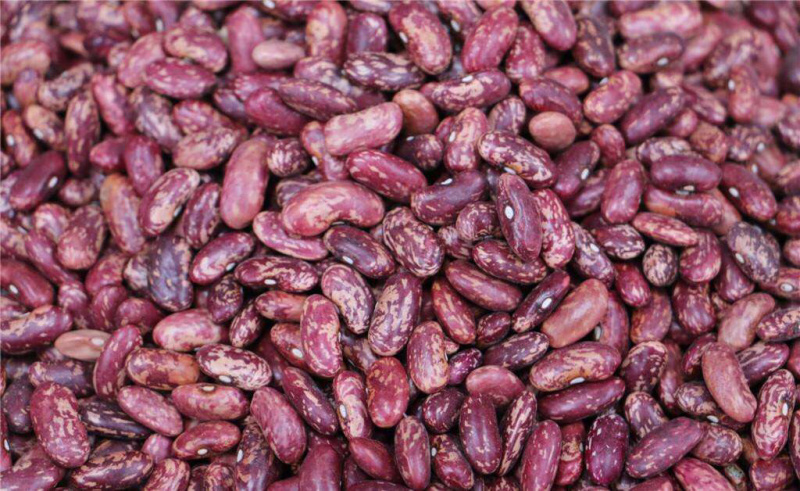 🍓🥖紫花芸豆腰豆红农杂粮粗粮任意十斤4元邮
