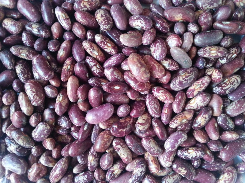 🍓🥖紫花芸豆腰豆红农杂粮粗粮任意十斤4元邮