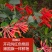 金银花苗药用金银花树型爬藤盆栽地栽南北方种植