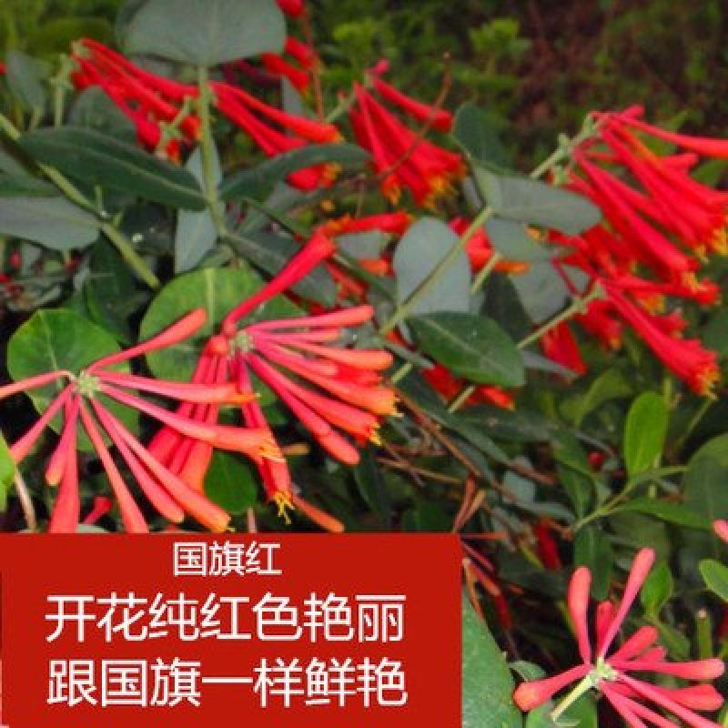 金银花苗药用金银花树型爬藤盆栽地栽南北方种植
