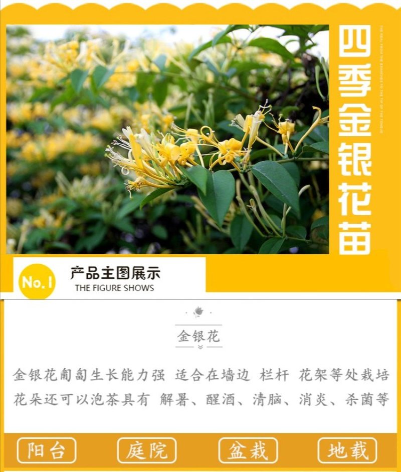 金银花苗药用金银花树型爬藤盆栽地栽南北方种植