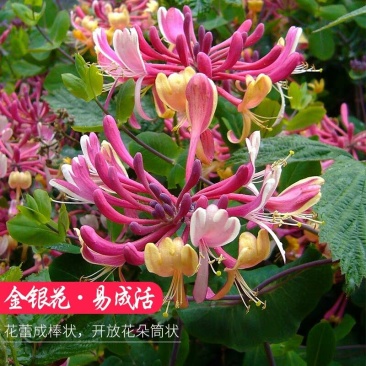 金银花苗药用金银花树型爬藤盆栽地栽南北方种植