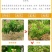 金银花苗药用金银花树型爬藤盆栽地栽南北方种植