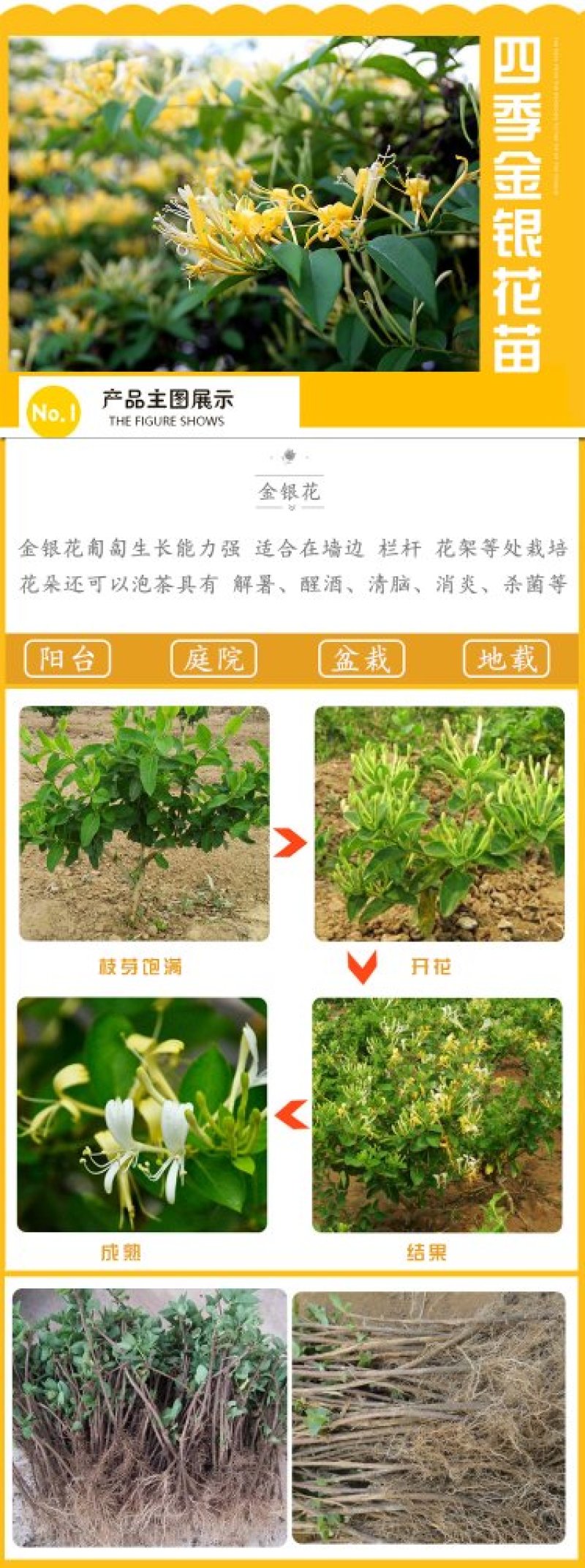金银花苗药用金银花树型爬藤盆栽地栽南北方种植