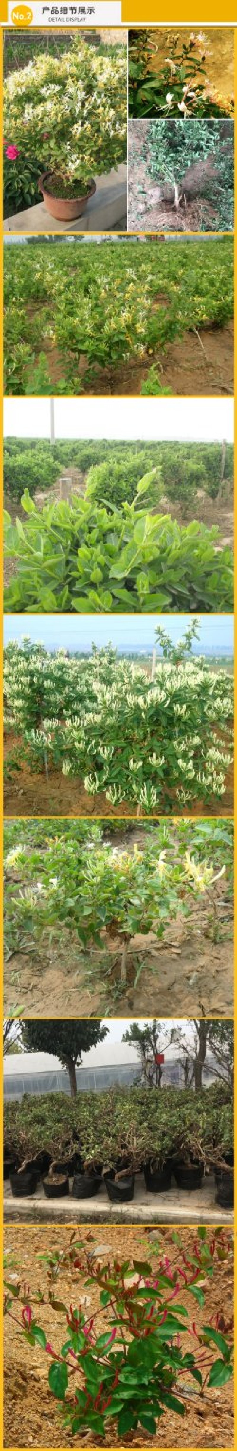 金银花苗药用金银花树型爬藤盆栽地栽南北方种植