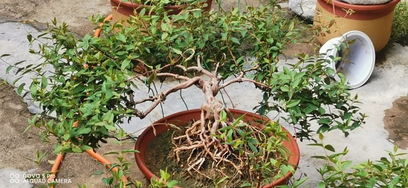 金银花苗药用金银花树型爬藤盆栽地栽南北方种植