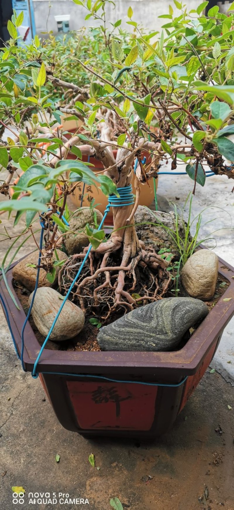 金银花苗药用金银花树型爬藤盆栽地栽南北方种植