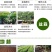 金银花苗药用金银花树型爬藤盆栽地栽南北方种植
