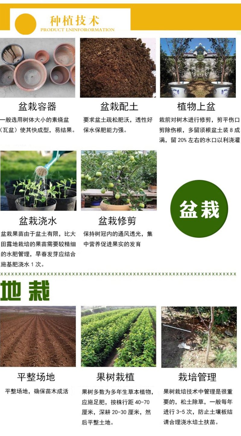 金银花苗药用金银花树型爬藤盆栽地栽南北方种植