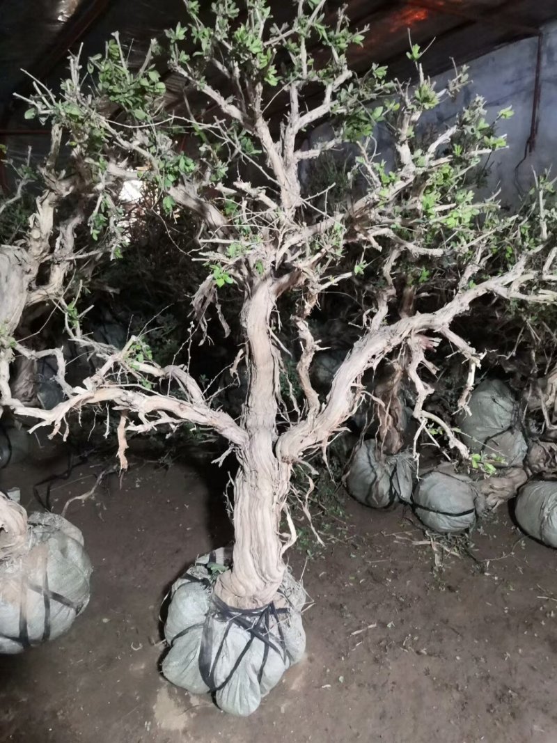金银花苗药用金银花树型爬藤盆栽地栽南北方种植