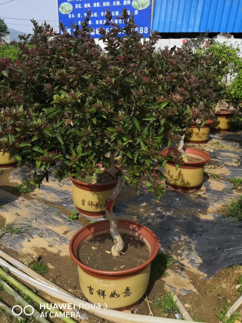 金银花苗药用金银花树型爬藤盆栽地栽南北方种植