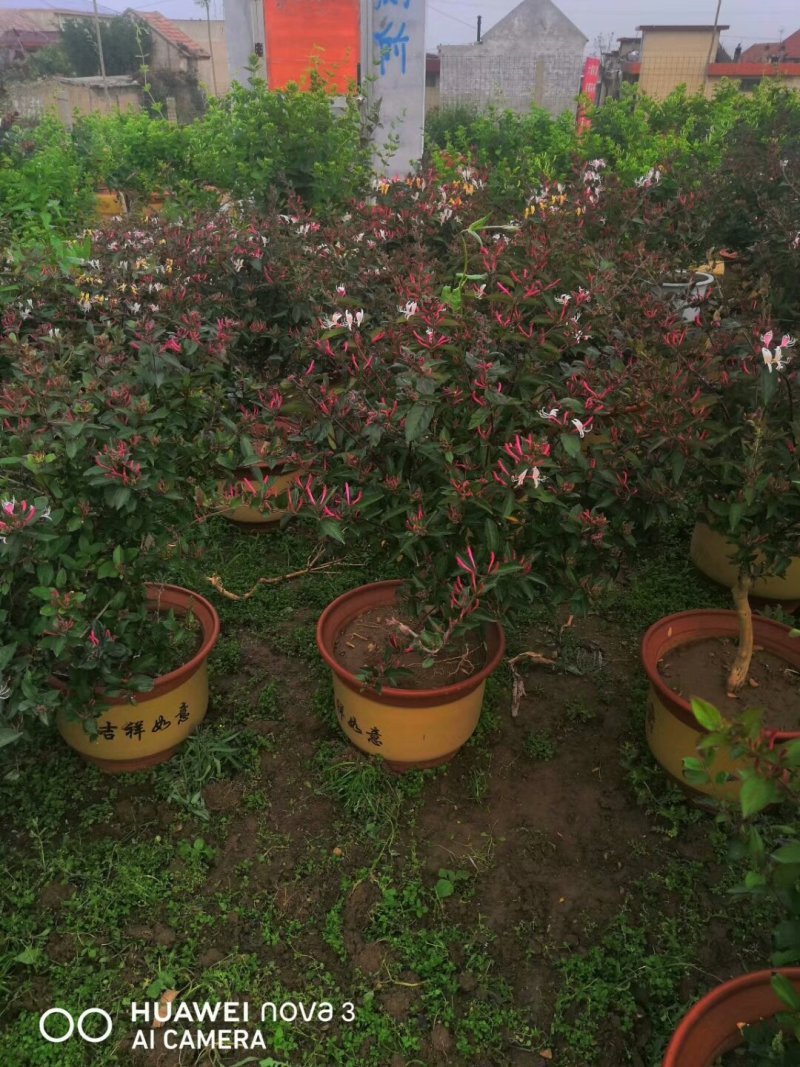 金银花苗药用金银花树型爬藤盆栽地栽南北方种植