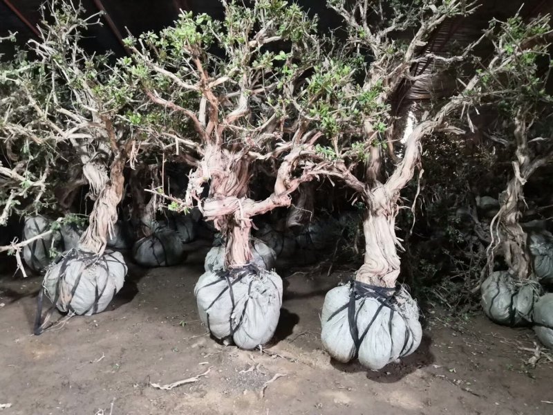 金银花苗药用金银花树型爬藤盆栽地栽南北方种植