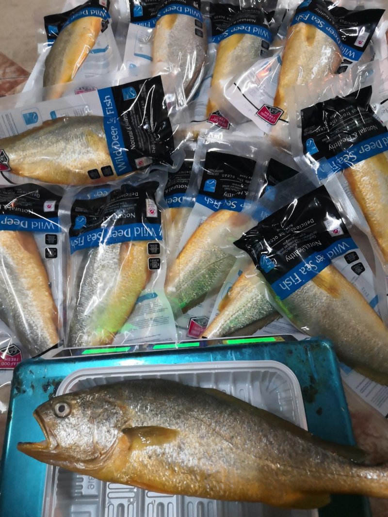 大黄花鱼，600克条，红腮亮眼。肉质鲜嫩。