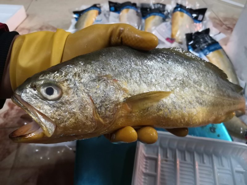 大黄花鱼，600克条，红腮亮眼。肉质鲜嫩。