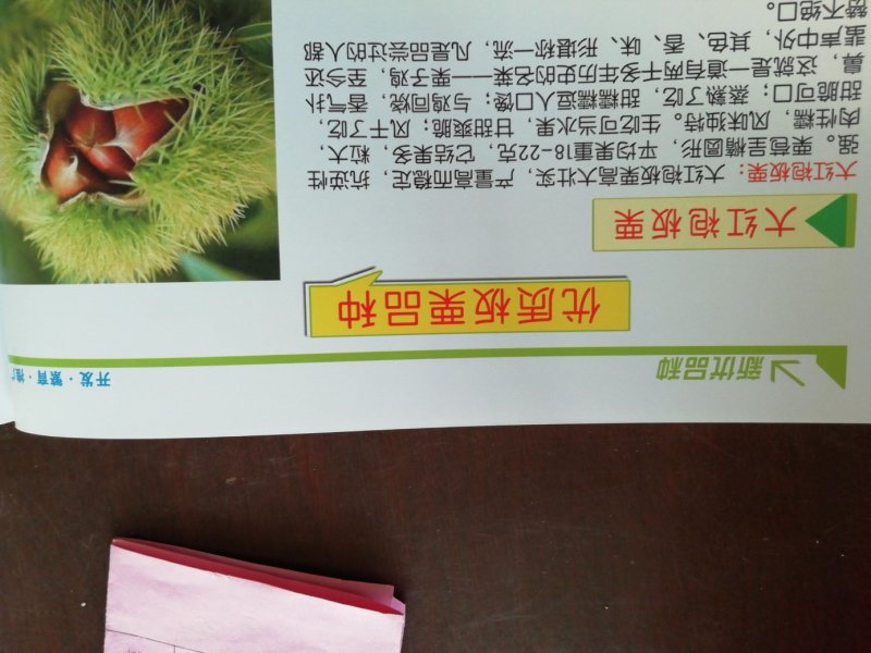 供应精品板栗苗，规格齐全，可实地看货考察。