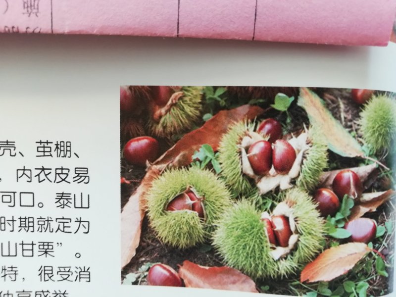 供应精品板栗苗，规格齐全，可实地看货考察。