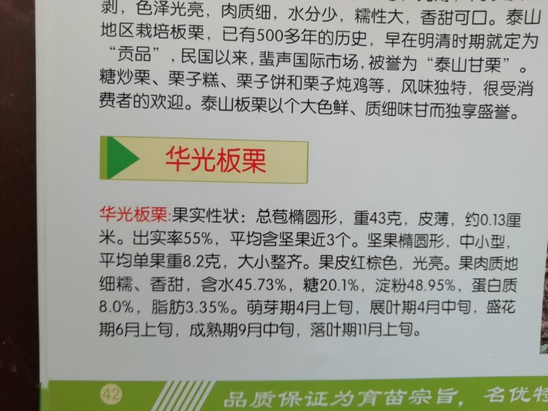 供应精品板栗苗，规格齐全，可实地看货考察。