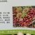 供应精品板栗苗,规格齐全,可实地看货考察。