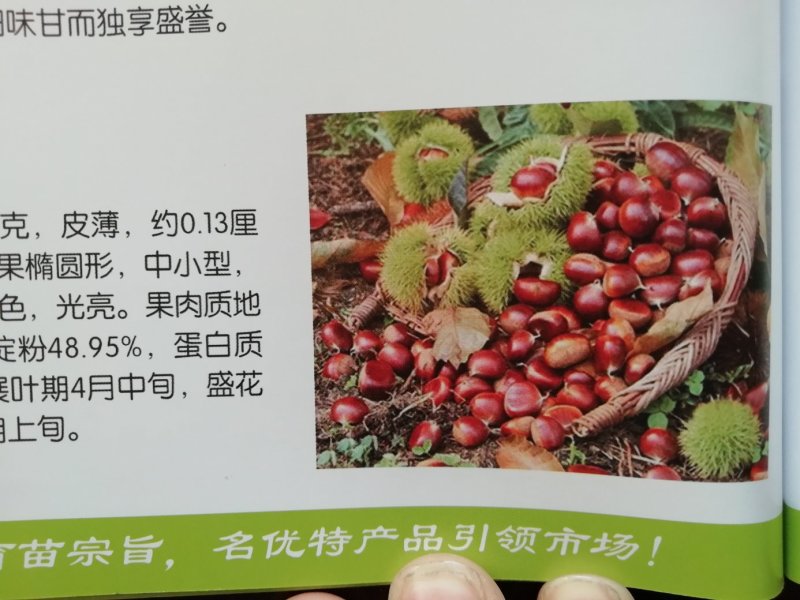 供应精品板栗苗，规格齐全，可实地看货考察。
