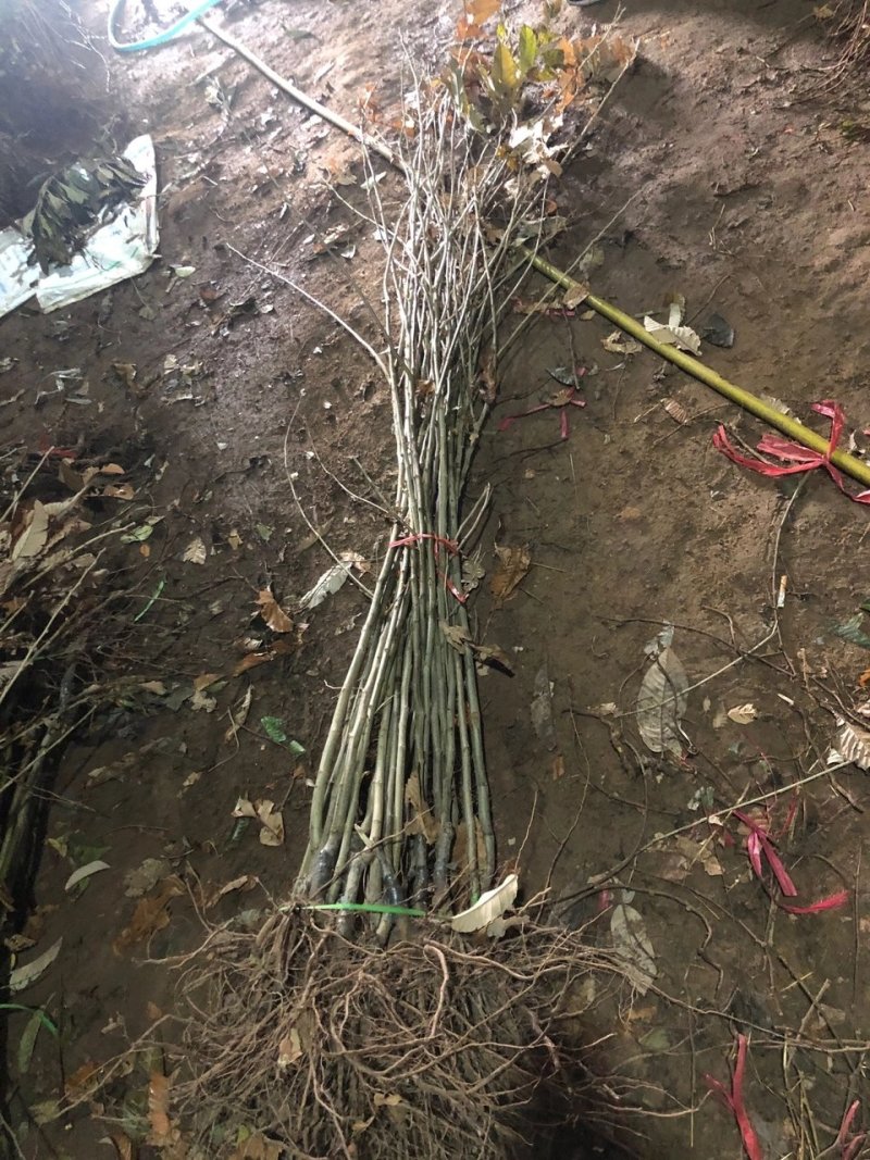 供应精品板栗苗，规格齐全，可实地看货考察。