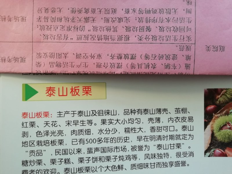 供应精品板栗苗，规格齐全，可实地看货考察。