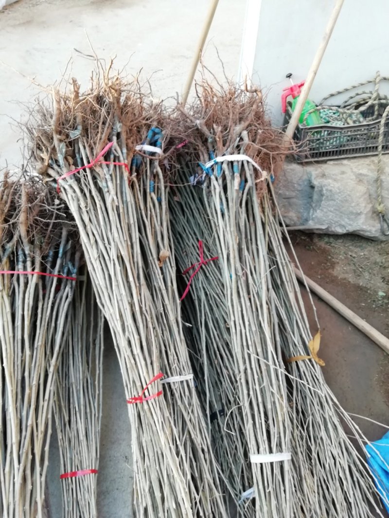 供应精品板栗苗，规格齐全，可实地看货考察。