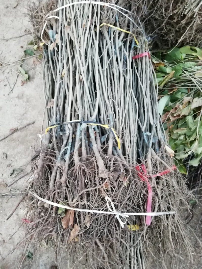 供应精品板栗苗，规格齐全，可实地看货考察。