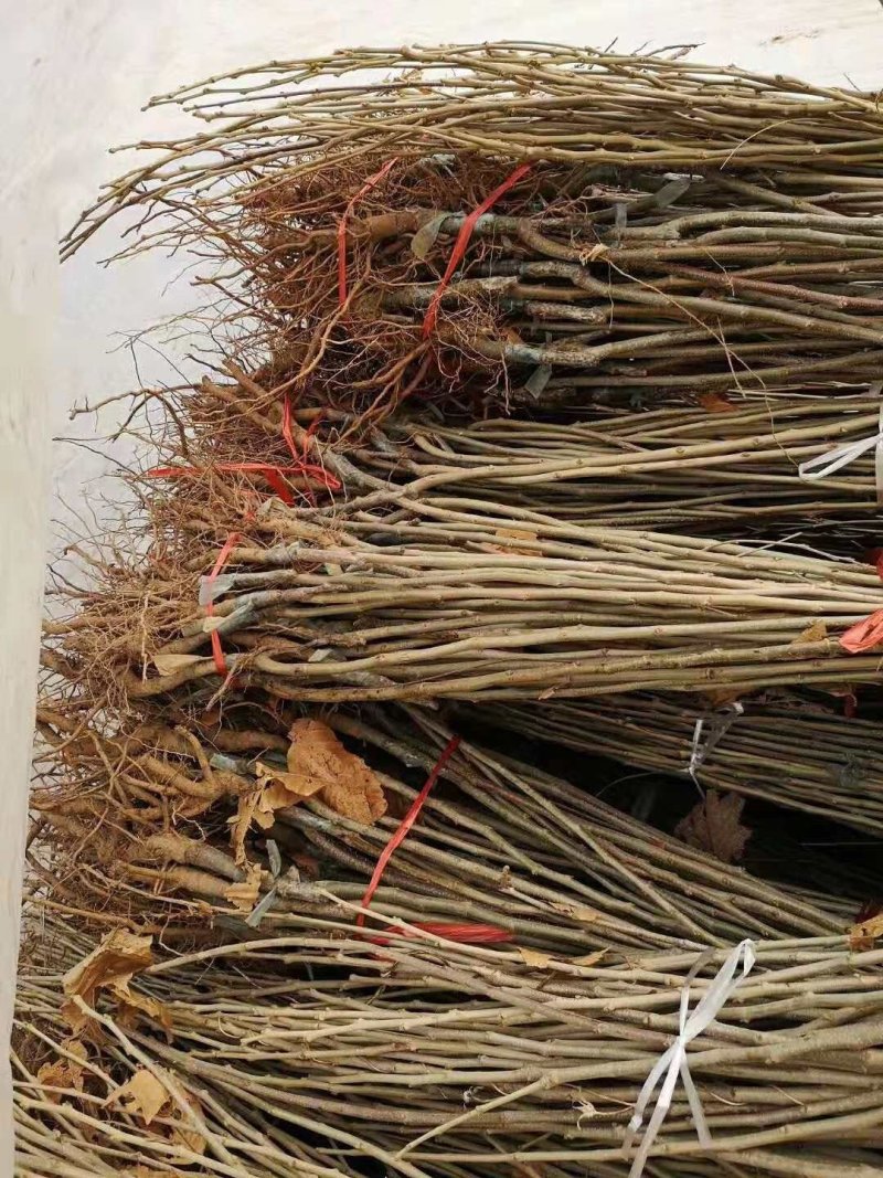 供应精品板栗苗，规格齐全，可实地看货考察。