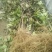 基地直销大红袍花椒苗，无刺花椒苗，规格齐全，质优价廉。