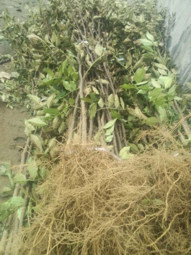 基地直销大红袍花椒苗，无刺花椒苗，规格齐全，质优价廉。