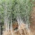 基地直销大红袍花椒苗，无刺花椒苗，规格齐全，质优价廉。