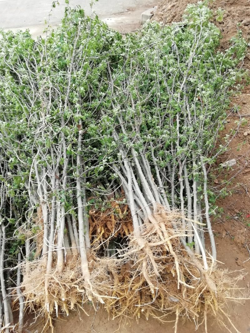 基地直销大红袍花椒苗，无刺花椒苗，规格齐全，质优价廉。