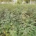 基地直销大红袍花椒苗，无刺花椒苗，规格齐全，质优价廉。