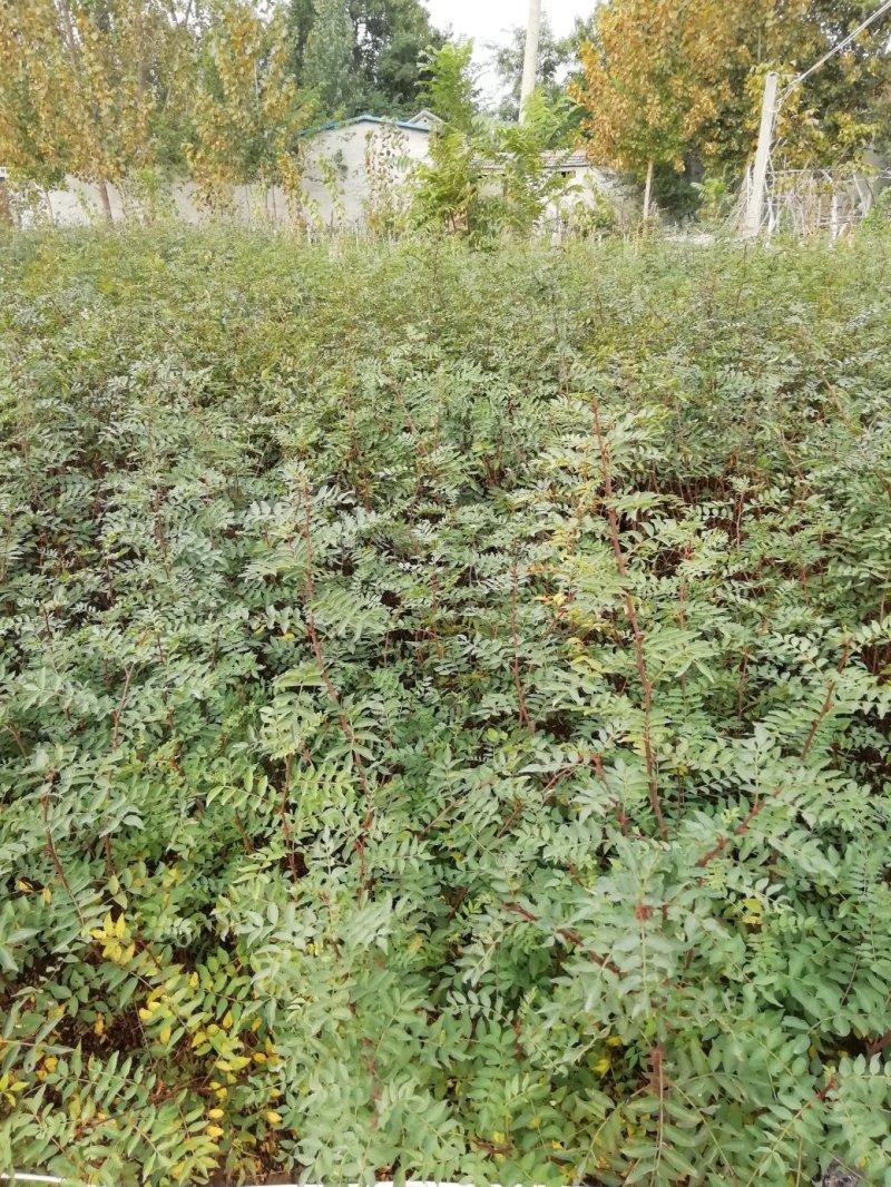 基地直销大红袍花椒苗，无刺花椒苗，规格齐全，质优价廉。