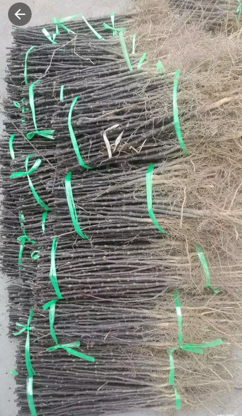 基地直销大红袍花椒苗，无刺花椒苗，规格齐全，质优价廉。