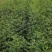基地直销大红袍花椒苗，无刺花椒苗，规格齐全，质优价廉。
